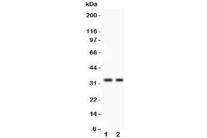 Western blot testing of SFRP2 antibody and 1.