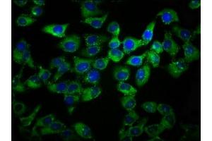 Immunofluorescence staining of Hela cells with ABIN7164489 at 1:133, counter-stained with DAPI. (GPR27 antibody  (AA 203-285))