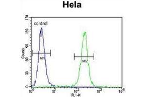 Flow cytometric analysis of Hela cells using IGF2 Antibody (right histogram) compared to a negative control cell (left histogram). (IGF2 antibody  (Middle Region))