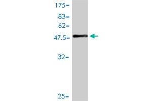 Western Blot detection against Immunogen (55. (MS4A12 antibody  (AA 1-267))