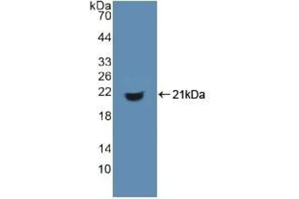 CD74 antibody  (AA 64-205)