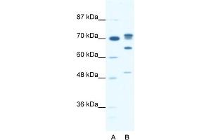 WB Suggested Anti-DDX21 Antibody Titration:  0.