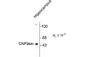 Western blots of rat brain lysate showing the specific immunolabeling of the ~ 46k CNP protein. (Cnpase antibody)