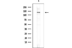 Western blot analysis of lysates from Mouse testis, using PLEKHG4 Antibody at 1/1000 dilution.