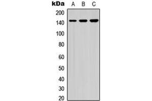 Western blot analysis of HCAP (pS1083) expression in A549 (A), NS-1 (B), PC12 (C) whole cell lysates.