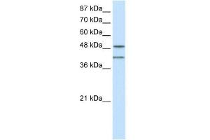RAE1 antibody used at 0.