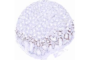 Strong MCM2 immunostaining in many mucous neck cells of the stomach