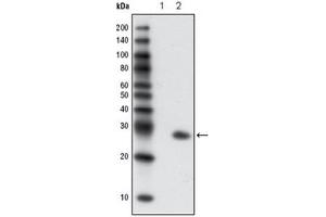 Western Blotting (WB) image for anti-Green Fluorescent Protein (GFP) antibody (ABIN1107357) (GFP antibody)