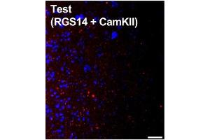 Coronal section from a C57BL/6J mouse CA2 hippocampus showing duolink staining where signal (red) denotes interaction between two proteins targeted with primary antibodies RGS14 (cat. (RGS14 antibody  (AA 1-544))