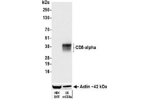 Western Blotting (WB) image for anti-CD8a Molecule (CD8A) (AA 28-194) antibody (ABIN7453877) (Recombinant CD8 alpha antibody  (AA 28-194))