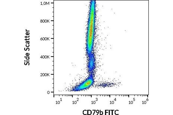 CD79b antibody  (FITC)