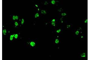 Immunofluorescent analysis of Hela cells using ABIN7139582 at dilution of 1:100 and Alexa Fluor 488-congugated AffiniPure Goat Anti-Rabbit IgG(H+L) (HIST1H4A antibody  (meArg3))