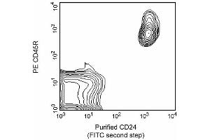 Purified CD24 (FITC second step) (CD24 antibody)