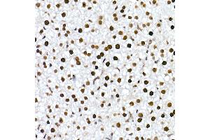 Immunohistochemistry of paraffin-embedded mouse liver using RBM3 Rabbit mAb (ABIN7270084) at dilution of 1:25 (40x lens). (RBM3 antibody)