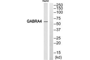 Western blot analysis of extracts from HepG2 cells, using gABRA4 antibody. (GABRA4 antibody  (Internal Region))