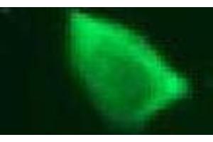 Immunofluorescence (IF) image for anti-Vimentin (VIM) antibody (ABIN1109484) (Vimentin antibody)