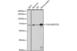 Western blot analysis of extracts of various cell lines, using TUG/ antibody (ABIN7265566) at 1:1000 dilution. (ASPSCR1 antibody)