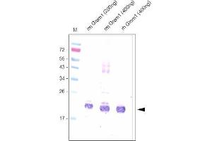 Western analysis using anti-Mouse Gremlin-1 Antibody . (GREM1 antibody  (AA 25-184))