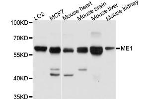 Western blot analysis of extracts of various cell lines, using ME1 antibody (ABIN5972128) at 1/1000 dilution. (ME1 antibody)