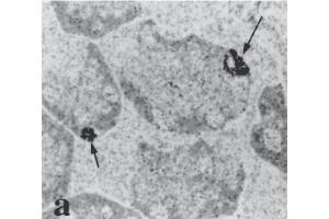 Immunohistochemistry image of uroguanylin staining in LR White resin section of human gastric mucosa. (Uroguanylin Circulating Form (AA 1-8) antibody)