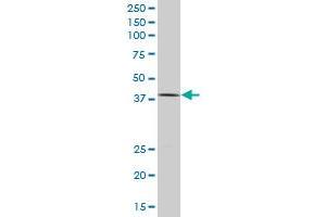 HNF1B antibody  (AA 29-118)