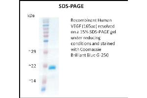 SDS-PAGE (SDS) image for Vascular Endothelial Growth Factor (VEGF) (Active) protein (ABIN5509395) (VEGF Protein)