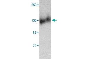 Western blot analysis of FKBP15 in NIH/3T3 cell lysate with FKBP15 polyclonal antibody  at 1 ug/mL . (FKBP15 antibody  (N-Term))