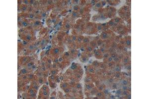 Figure. (DPYD antibody  (AA 781-1025))