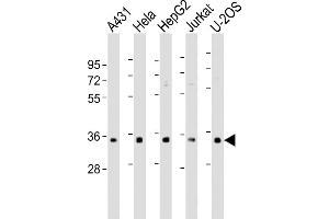 RNPS1 antibody  (AA 11-44)