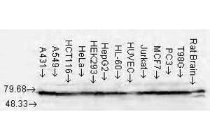 Hsp70 (N27), cell lines. (HSP70/HSC70 antibody)