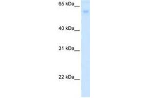 Image no. 1 for anti-Solute Carrier Family 2 (Facilitated Glucose Transporter), Member 2 (SLC2A2) (N-Term) antibody (ABIN6736621) (SLC2A2 antibody  (N-Term))