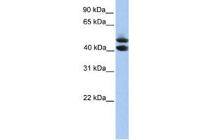 Western Blotting (WB) image for anti-Spermatogenesis and Oogenesis Specific Basic Helix-Loop-Helix 1 (SOHLH1) antibody (ABIN2459773) (SOHLH1 antibody)