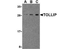 Western blot analysis of TOLLIP in Rat brain cell lysate with AP30928PU-N TOLLIP antibody at 0.