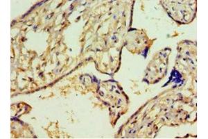 Immunohistochemistry of paraffin-embedded human placenta tissue using ABIN7144000 at dilution of 1:100 (Aminoacylase 1 antibody  (AA 1-408))