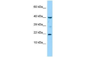 Host: Rabbit Target Name: IL36G Sample Type: THP-1 Whole Cell lysates Antibody Dilution: 1.