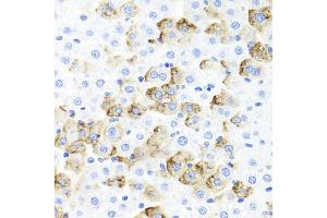 Immunohistochemistry of paraffin-embedded rat liver using F3 antibody at dilution of 1:100 (x40 lens).