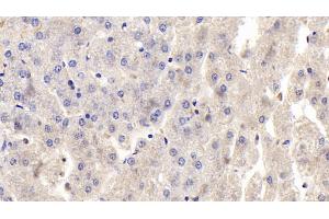 Osteoprotegerin antibody  (AA 1-196)