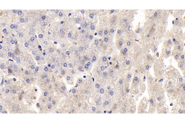Osteoprotegerin antibody  (AA 1-196)