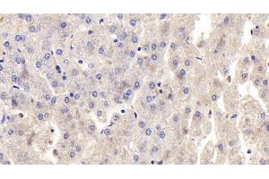 Detection of OPG in Human Liver Tissue using Polyclonal Antibody to Osteoprotegerin (OPG) (Osteoprotegerin antibody  (AA 1-196))