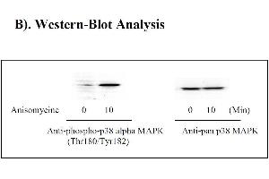 Image no. 3 for Mitogen-Activated Protein Kinase 14 (MAPK14) ELISA Kit (ABIN625229)