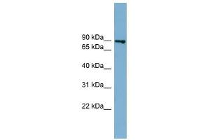 FASTKD2 antibody used at 1 ug/ml to detect target protein. (FASTKD2 antibody  (Middle Region))