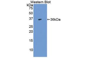 Western Blotting (WB) image for anti-Transforming Growth Factor, beta 3 (TGFB3) (AA 24-300) antibody (ABIN1860732) (TGFB3 antibody  (AA 24-300))