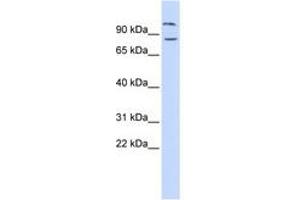 Image no. 1 for anti-Diacylglycerol Lipase, beta (DAGLB) (AA 216-265) antibody (ABIN6741326) (DAGLB antibody  (AA 216-265))