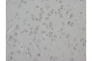 Immunohistochemistry (IHC) image for anti-Growth Associated Protein 43 (GAP43) antibody (ABIN1107311) (GAP43 antibody)