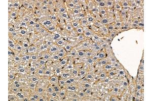 ABIN6258935 and ABIN6275451 at 1/100 staining mouse liver tissue by IHC-P.