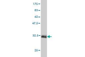 Western Blot detection against Immunogen (33. (HOXB1 antibody  (AA 1-74))