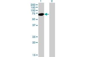 Western Blot analysis of FUBP1 expression in transfected 293T cell line by FUBP1 monoclonal antibody (M03), clone 1E10. (FUBP1 antibody  (AA 1-653))