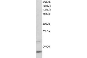 ABIN184799 staining (2µg/ml) of U937 lysate (RIPA buffer, 30µg total protein per lane). (ARL2 antibody  (C-Term))