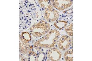 Paraformaldehyde-fixed, paraffin embedded human kidney tissue, Antigen retrieval by boiling in sodium citrate buffer (pH6.