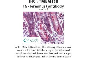 Image no. 1 for anti-Anoctamin 2 (ANO2) (N-Term) antibody (ABIN1740150) (Anoctamin 2 antibody  (N-Term))
